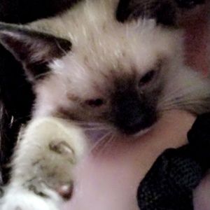 Meet your Posher, Grayci